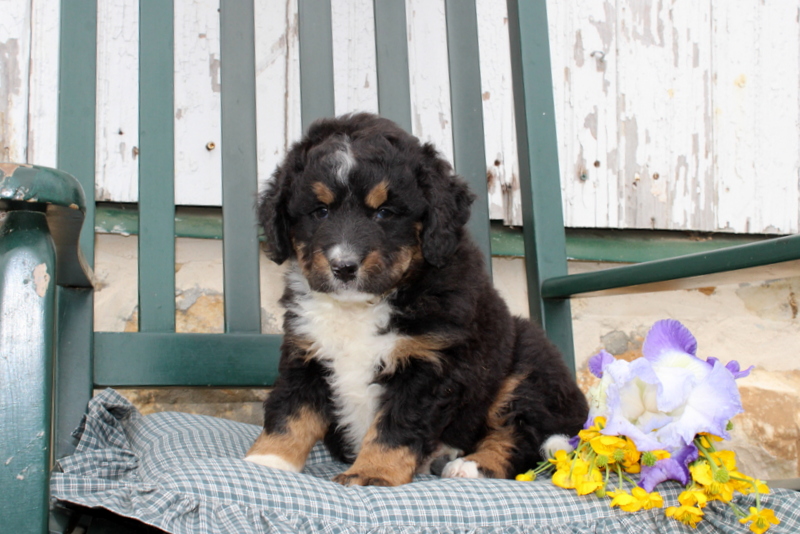 puppy, for, sale, Mini Bernedoodle F2, Matthew B. Stoltzfus, dog, breeder, Gap, PA, dog-breeder, puppy-for-sale, forsale, nearby, find, puppyfind, locator, puppylocator, aca